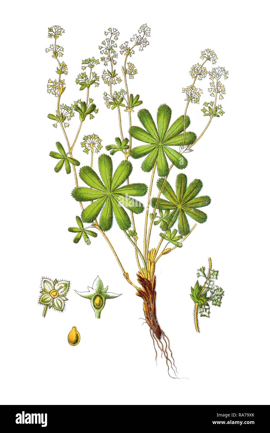 Lady's mantle (Alchemilla sect. Alpinae), one of the 13 European subspecies of Alchemilla, medicinal plant Stock Photo