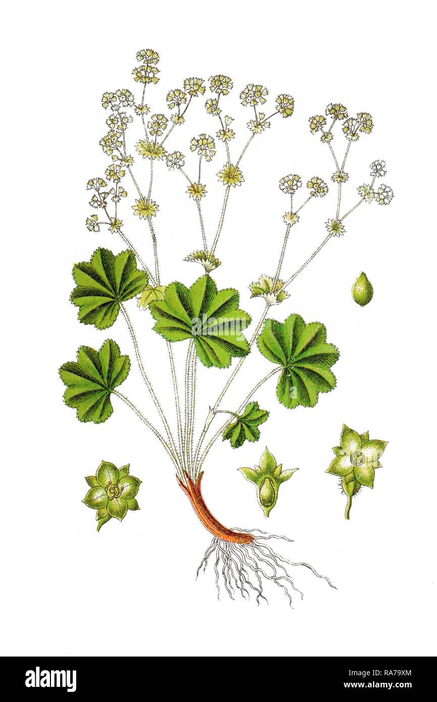 Lady's mantle (Alchemilla vulgaris or Alchemilla acutiloba Opiz), medicinal plant, historical chromolithography, 1796 Stock Photo