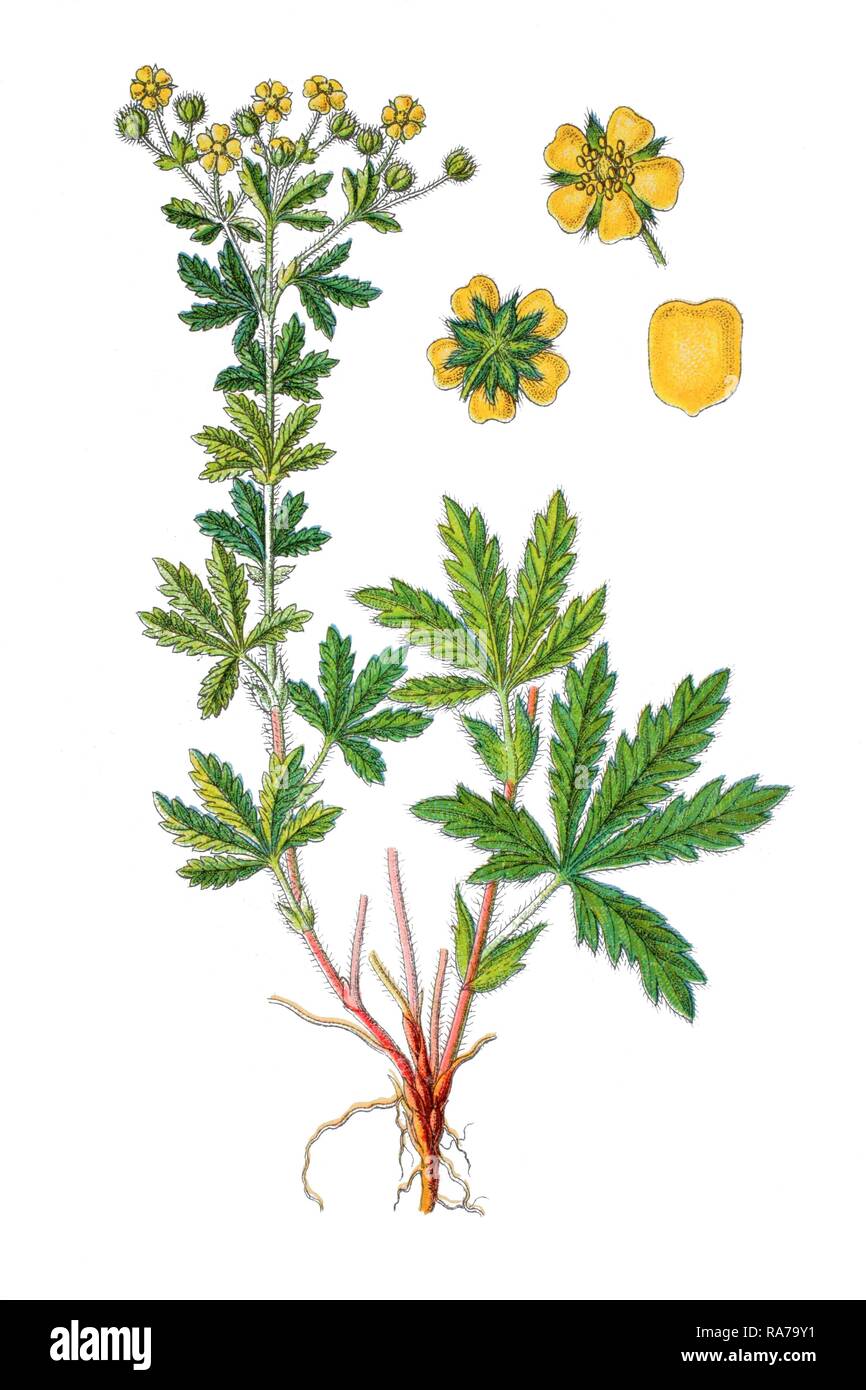 Ashy cinquefoil (Potentilla inclinata), medicinal plant, historical chromolithography, 1796 Stock Photo