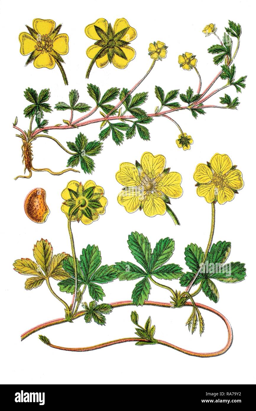 English cinquefoil (Potentilla procumbens), a medicinal plant, historical chromolithography, 1796 Stock Photo
