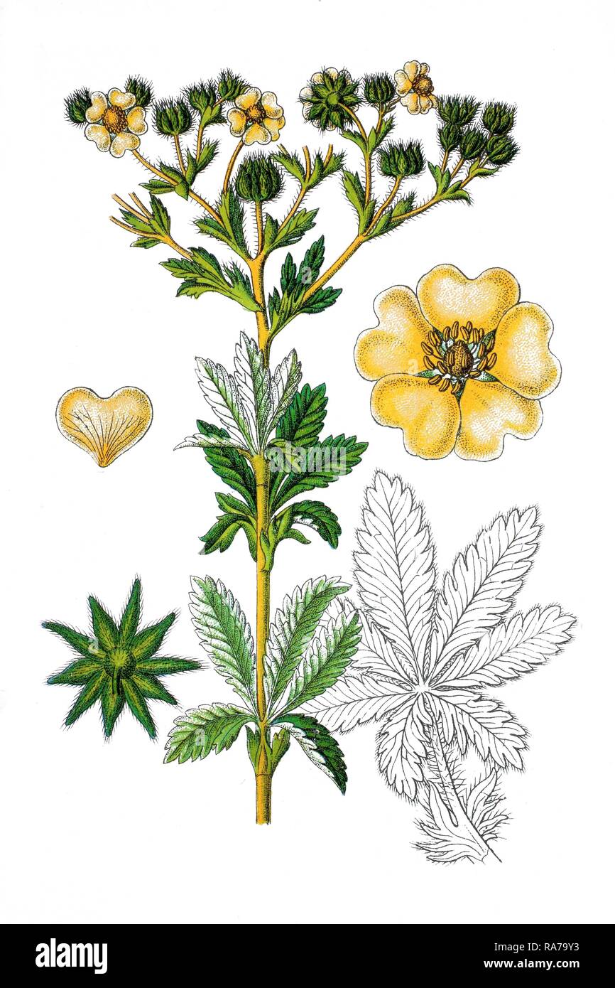 Sulphur cinquefoil (Potentilla recta), a medicinal plant, historical chromolithography, 1796 Stock Photo