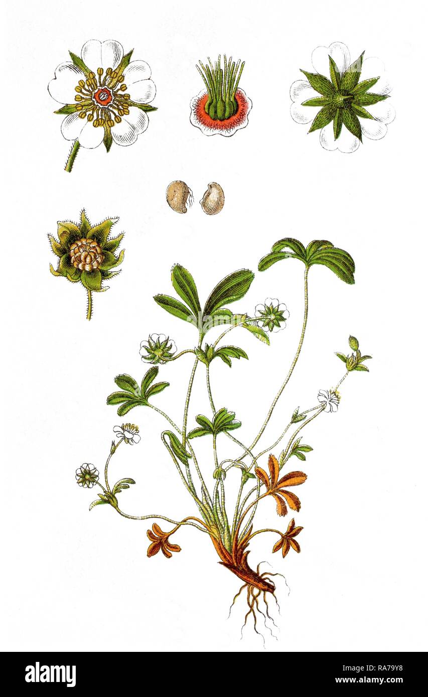 White cinquefoil (Potentilla alba), medicinal plant, historical chromolithography, around 1796 Stock Photo