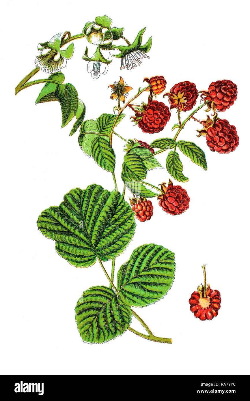 Red raspberry (Rubus idaeus), medicinal plant, historical