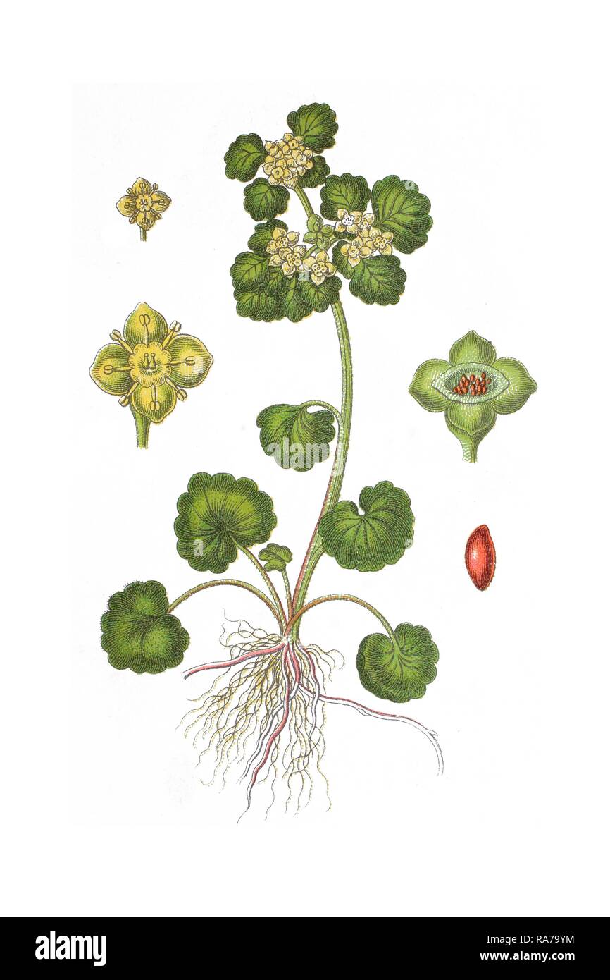 Alternate-leaved golden saxifrage (Chrysosplenium alternifolium), medicinal plant, historical chromolithography, around 1796 Stock Photo