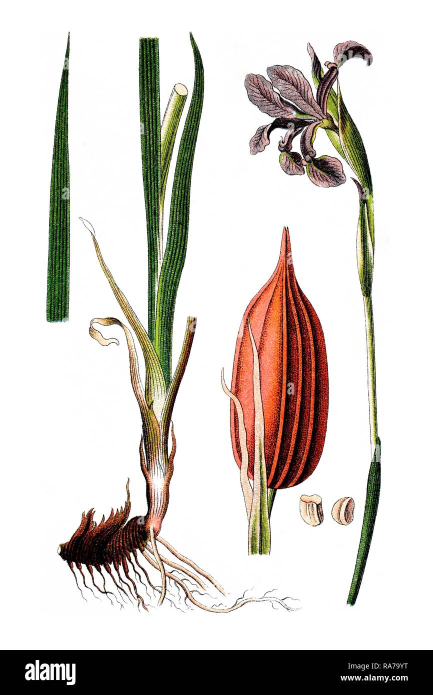 Blue iris (Iris spuria), medicinal plant, historical chromolithography, around 1796 Stock Photo