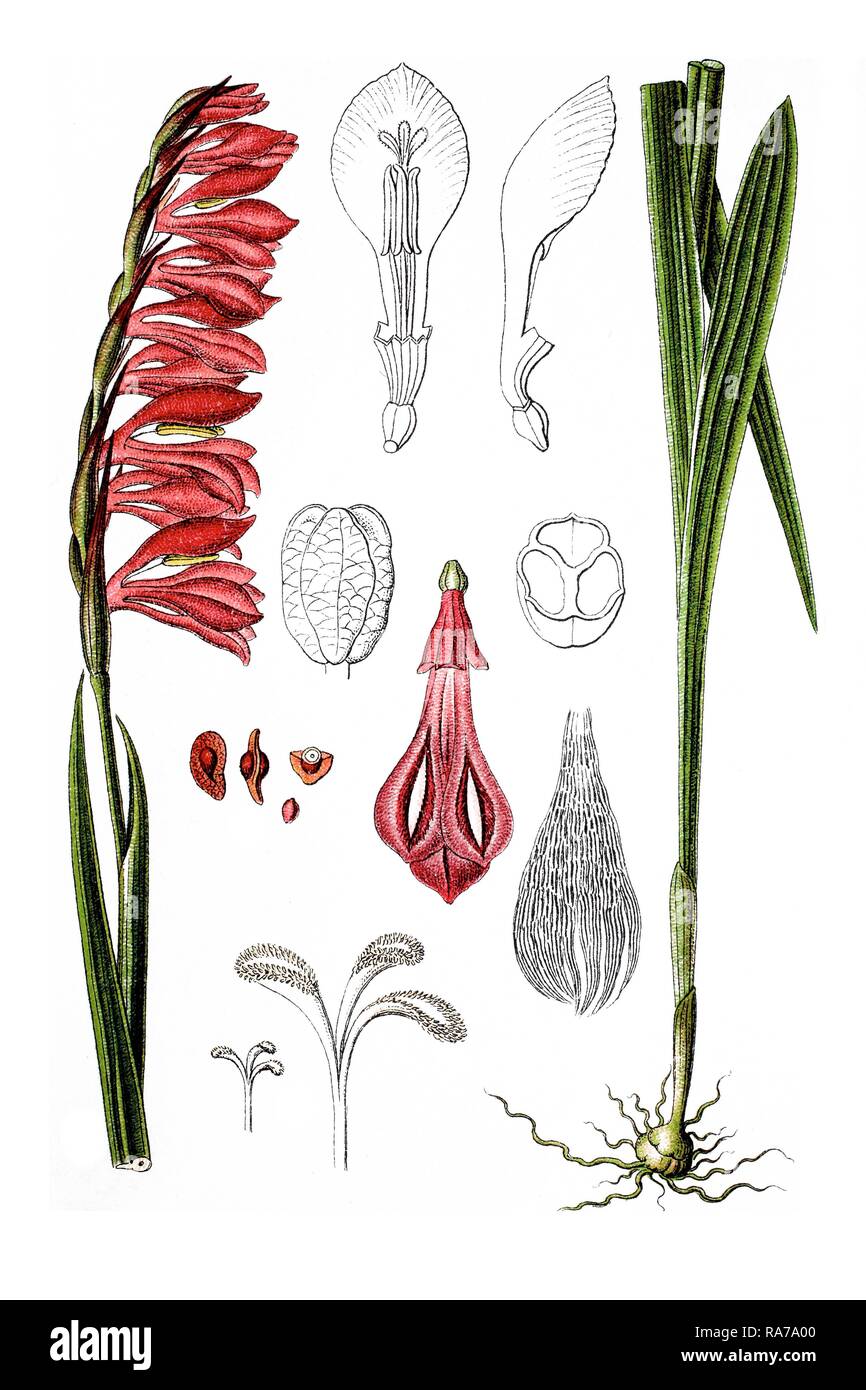 Meadow gladiolus (Gladiolus imbricatus), medicinal plant, historical chromolithography, around 1796 Stock Photo