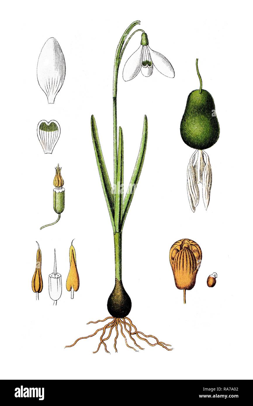 Common snowdrop (Galanthus nivalis), medicinal plant, historical chromolithography, around 1796 Stock Photo