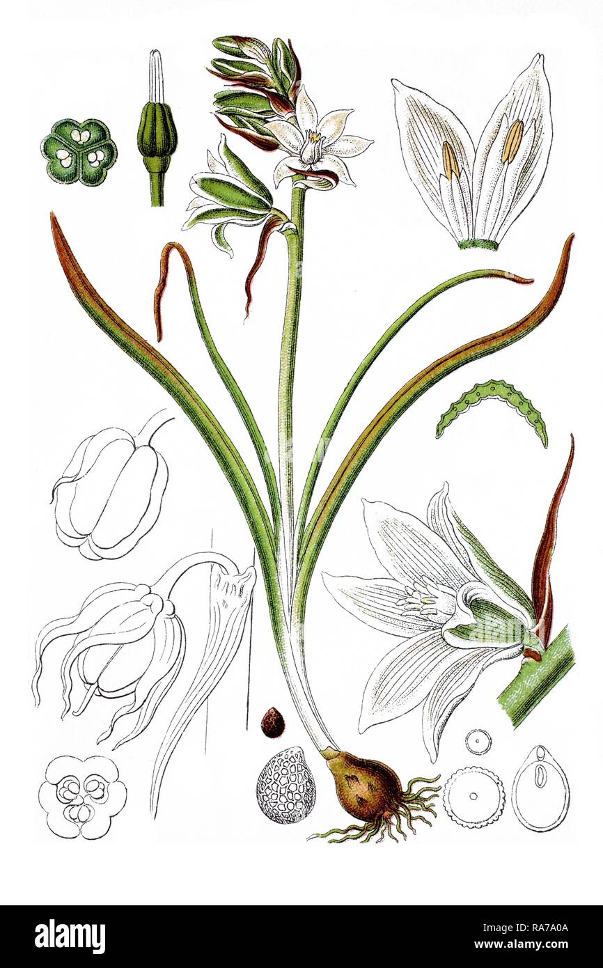 Species of Star-of-Bethlehem (Ornithogalum boucheanum), medicinal plant, historical chromolithography, around 1796 Stock Photo