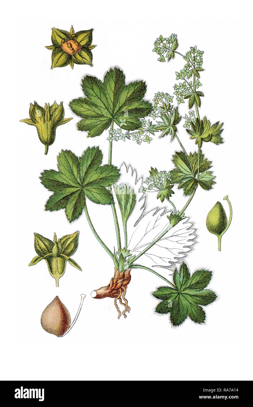 Hairless lady's mantle (Alchemilla fissa), medicinal plant, historical chromolithography, around 1796 Stock Photo