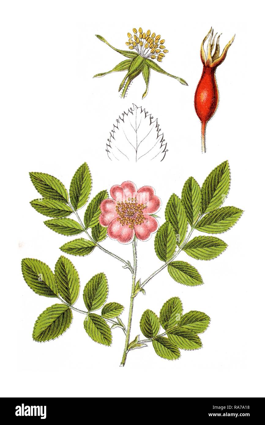 Alpine rose (rosa pendulina) hi-res stock photography and images - Alamy