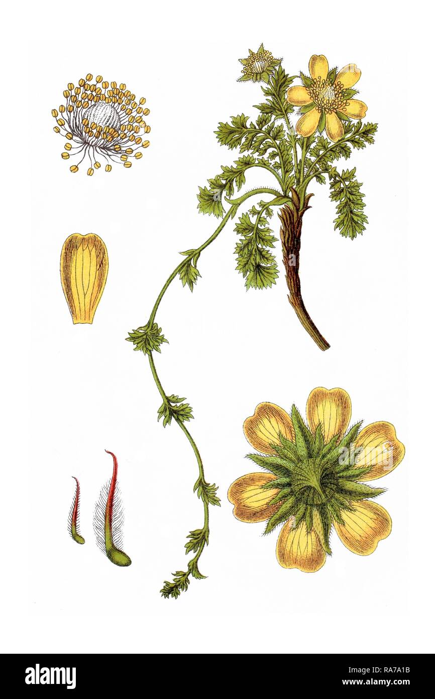 Creeping avens (Geum reptans), medicinal plant, historical chromolithography, around 1796 Stock Photo