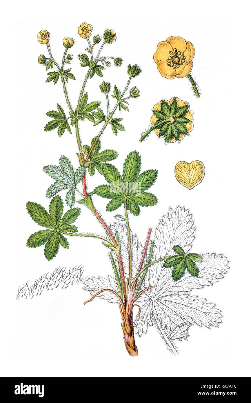 European cinquefoil (Potentilla thuringiaca), medicinal plant, historical chromolithography, around 1796 Stock Photo