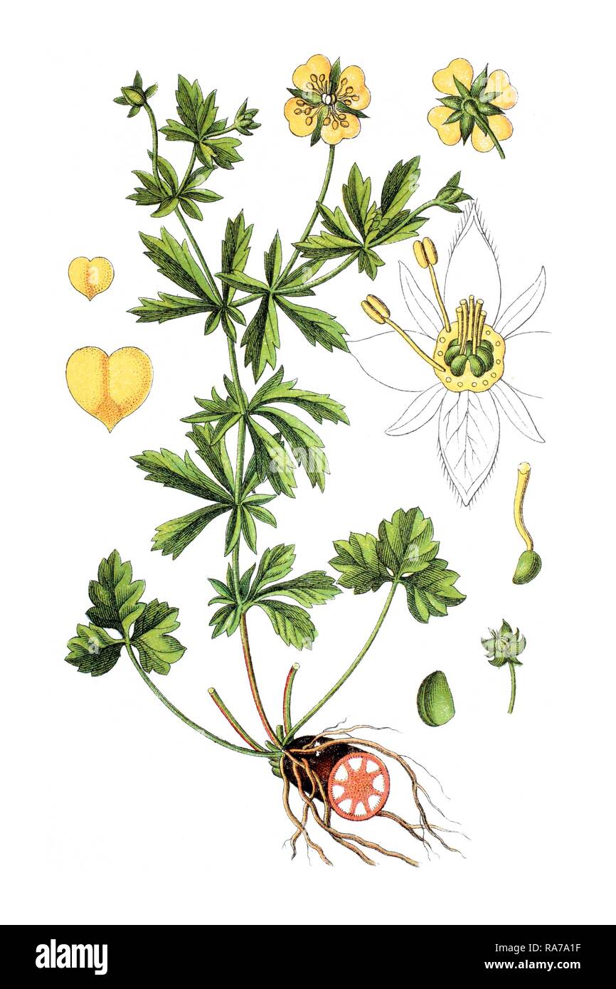 Common tormentil (Potentilla erecta), medicinal plant, historical chromolithography, around 1796 Stock Photo