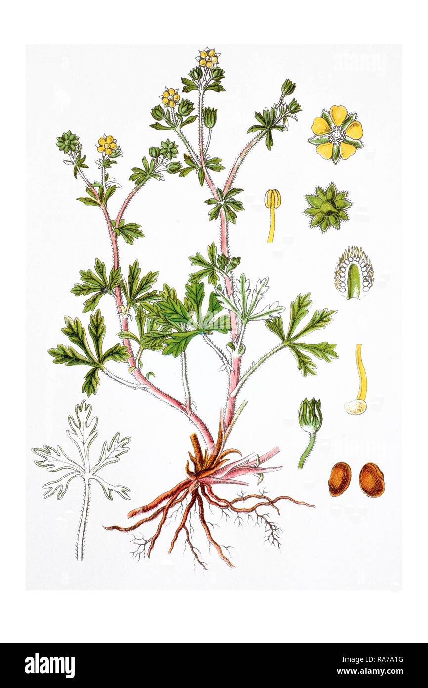 Hoary cinquefoil (Potentilla argentea), medicinal plant, historical chromolithography, around 1796 Stock Photo