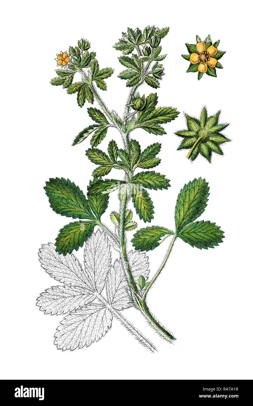 Norwegian cinquefoil, Rough cinquefoil (Potentilla norvegica), medicinal plant, historical chromolithography, around 1796 Stock Photo
