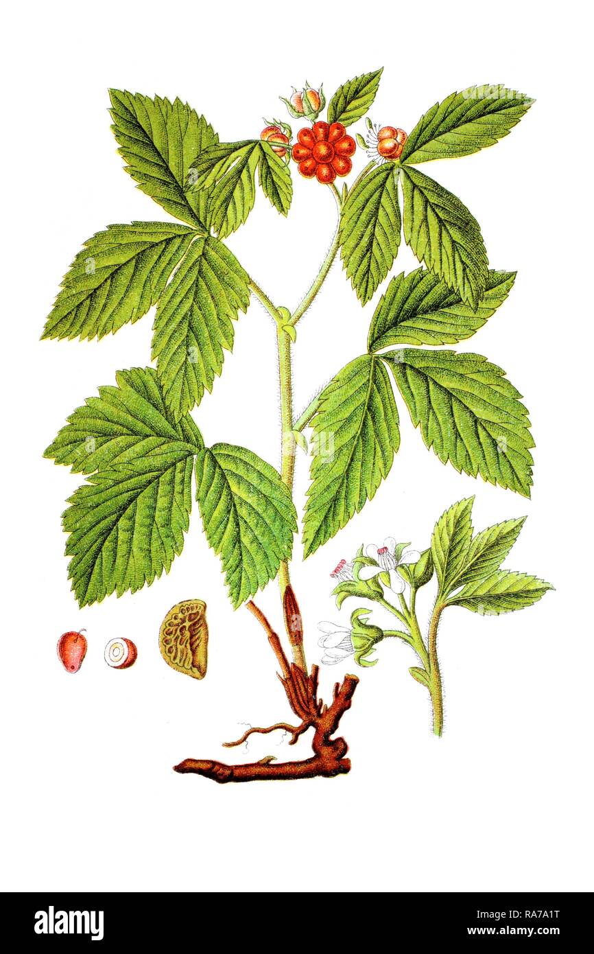 Stone bramble (Rubus saxatilis), medicinal plant, historical chromolithography, around 1796 Stock Photo