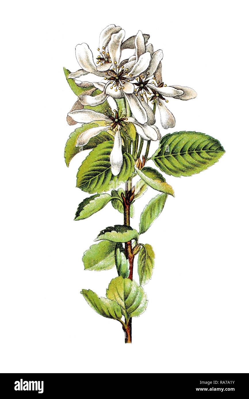 European shadblow (Amelanchier vulgaris), medicinal plant, historical chromolithography, around 1796 Stock Photo