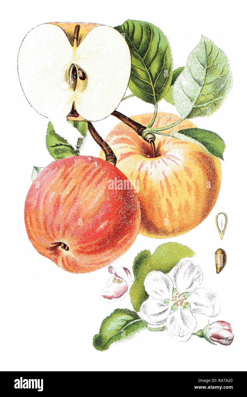 Apple (Malus), historical chromolithography, around 1796 Stock Photo