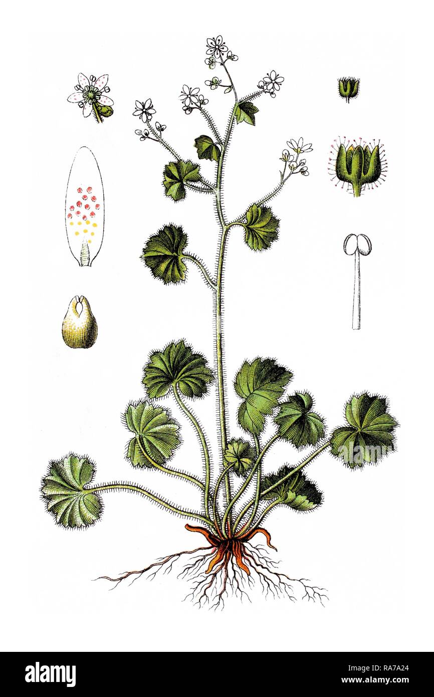 Round-leaved saxifrage (Saxifraga rotundifolia), medicinal plant, historical chromolithography, around 1796 Stock Photo