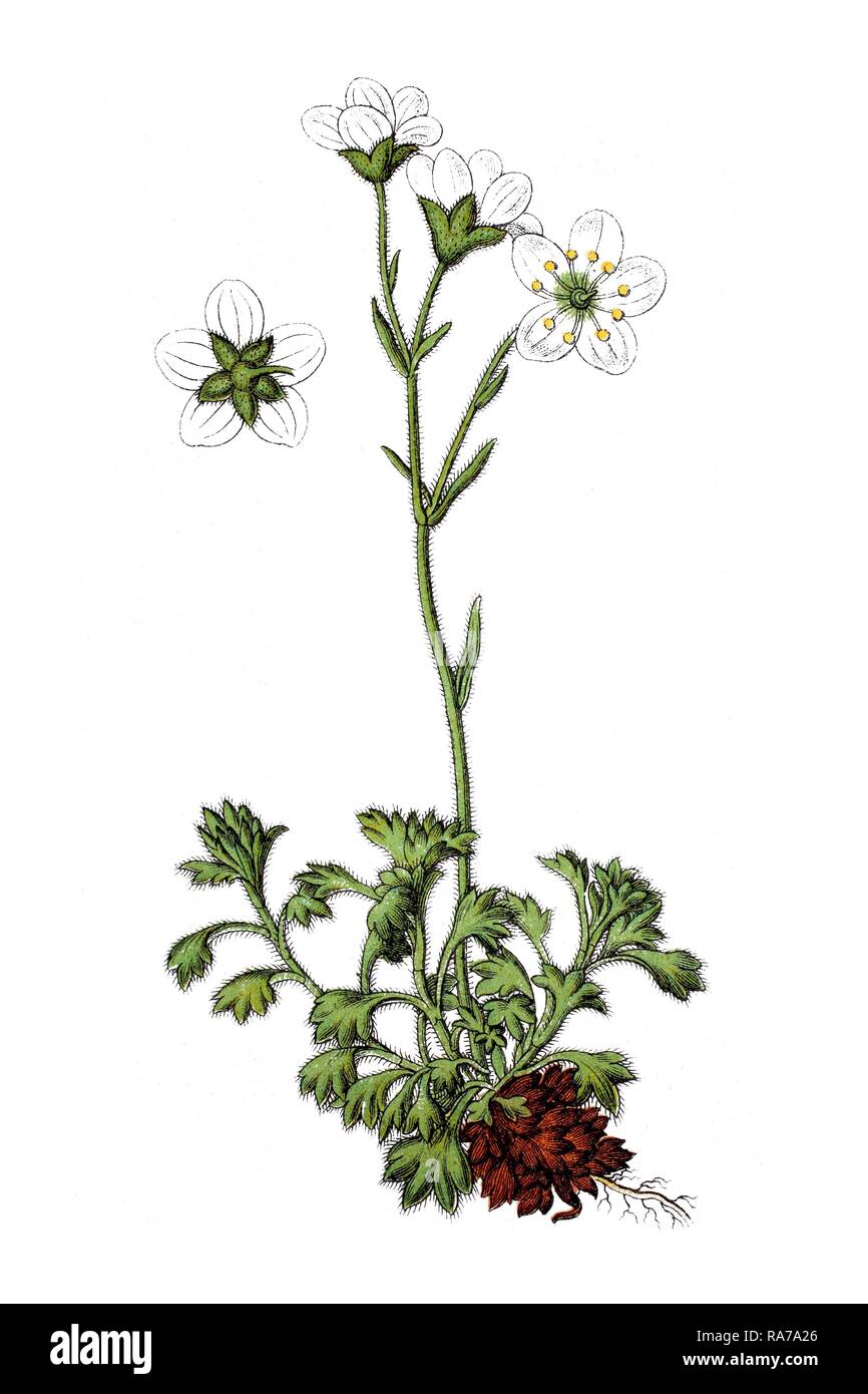 Tufted saxifrage (Saxifraga caespitosa decipiens), medicinal plant, historical chromolithography, around 1796 Stock Photo