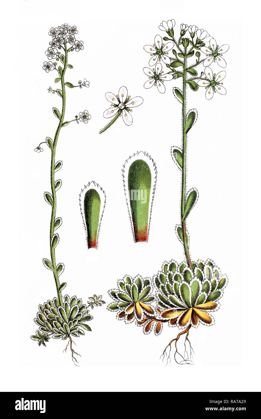 White mountain saxifrage (Saxifraga aizoon), medicinal plant, historical chromolithography, around 1796 Stock Photo