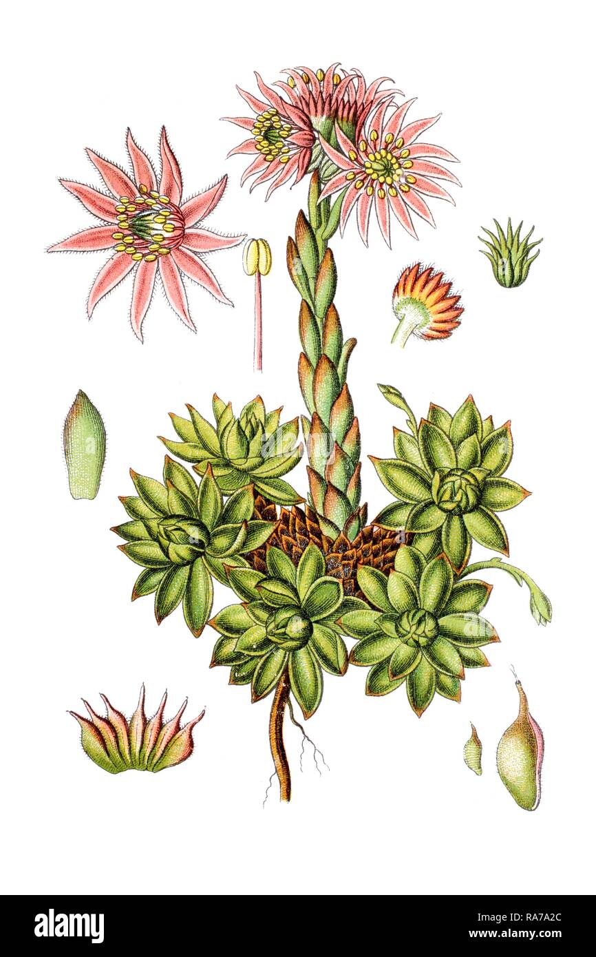 Species of stonecrop (Sedum montanum), medicinal plant, historical chromolithography, around 1796 Stock Photo
