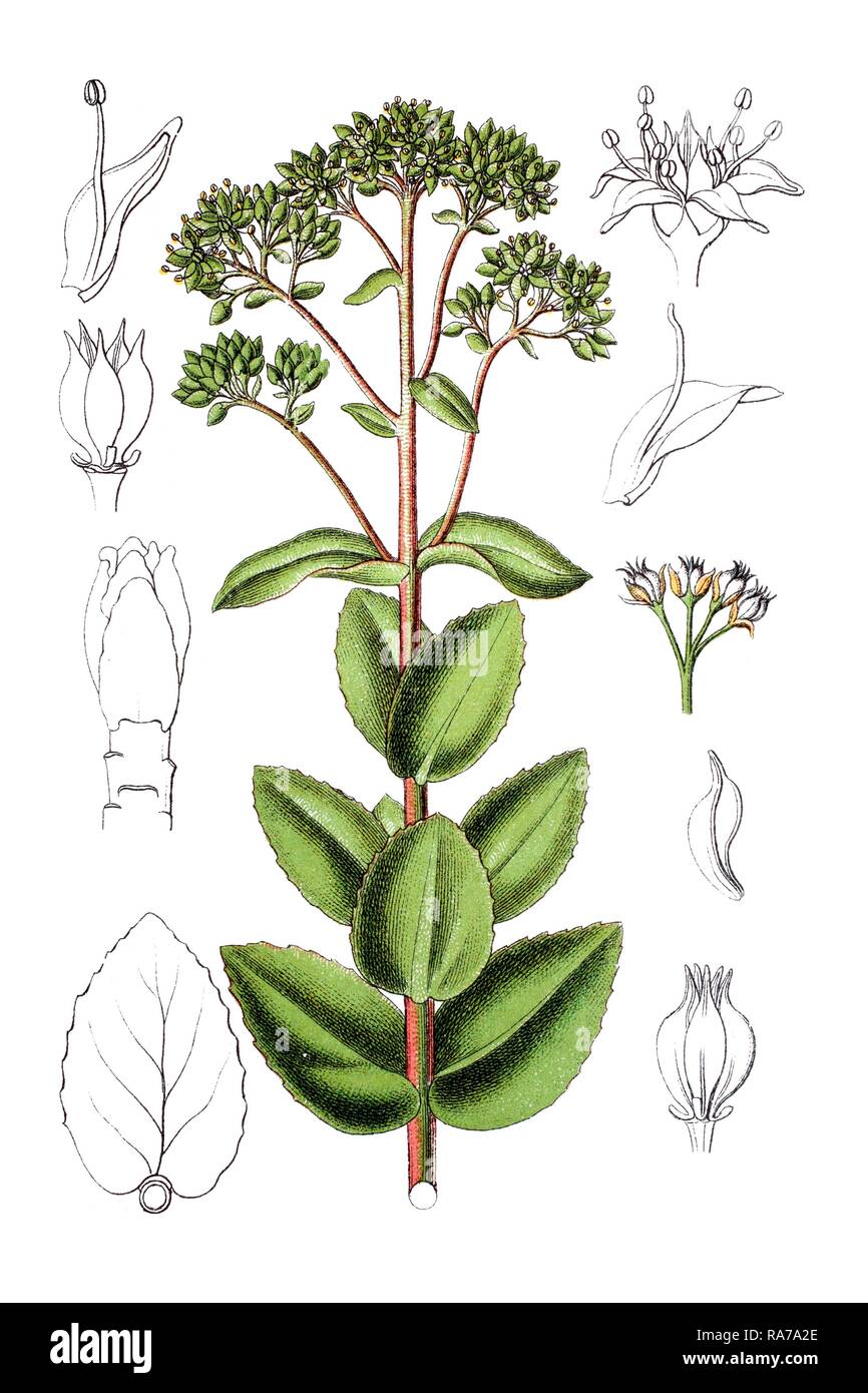 Showy stonecrop (Sedum maximum), medicinal plant, historical chromolithography, around 1796 Stock Photo
