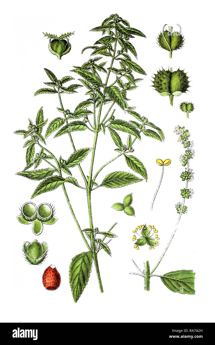 Annual mercury (Mercurialis annua), medicinal plant, historical chromolithography, around 1796 Stock Photo