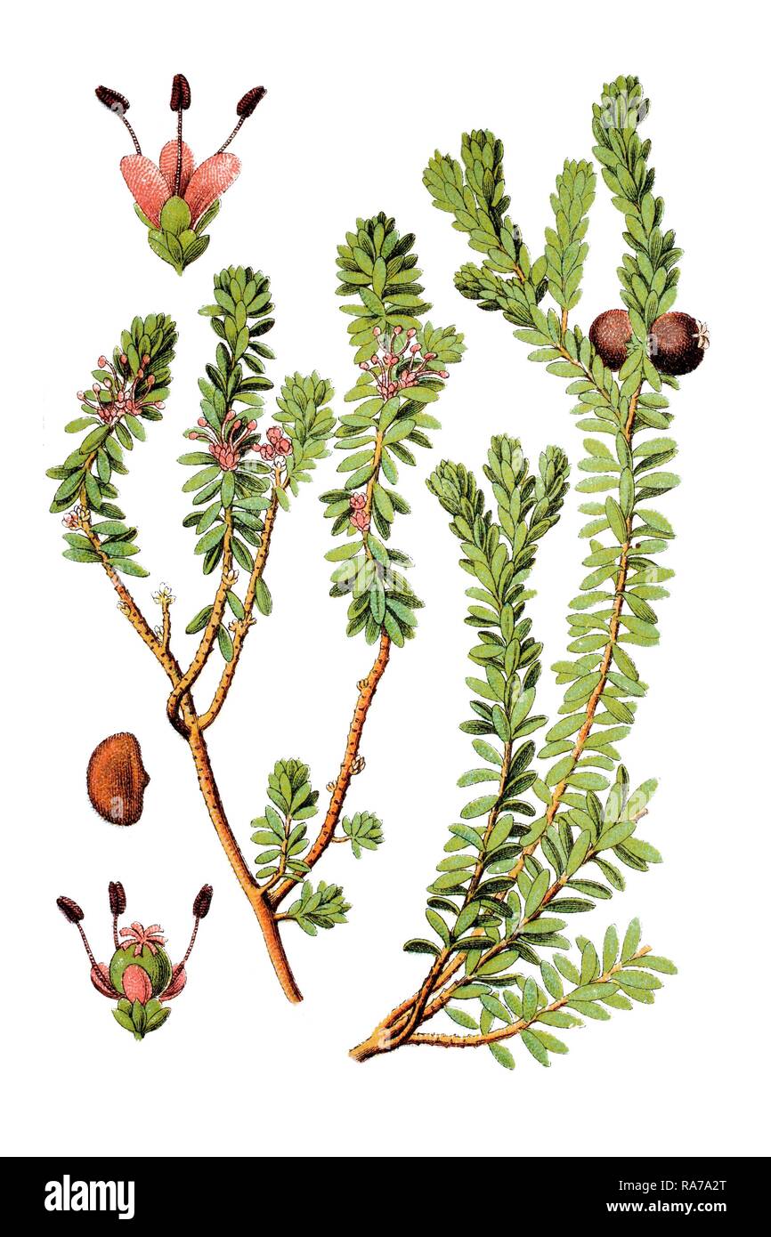 Black crowberry (Empetrum nigrum), medicinal plant, historical chromolithography, ca. 1796 Stock Photo