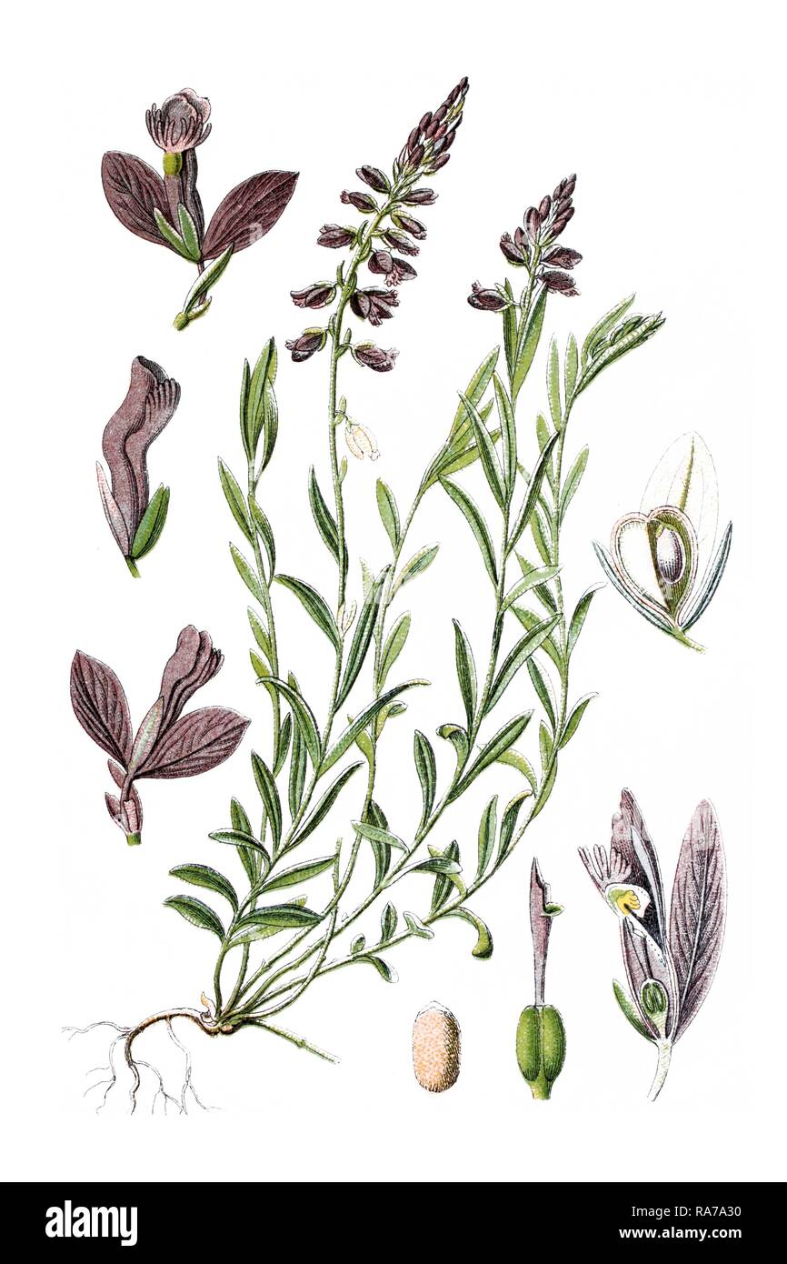 Common milkwort (Polygala vulgaris), medicinal plant, historical chromolithography, ca. 1796 Stock Photo