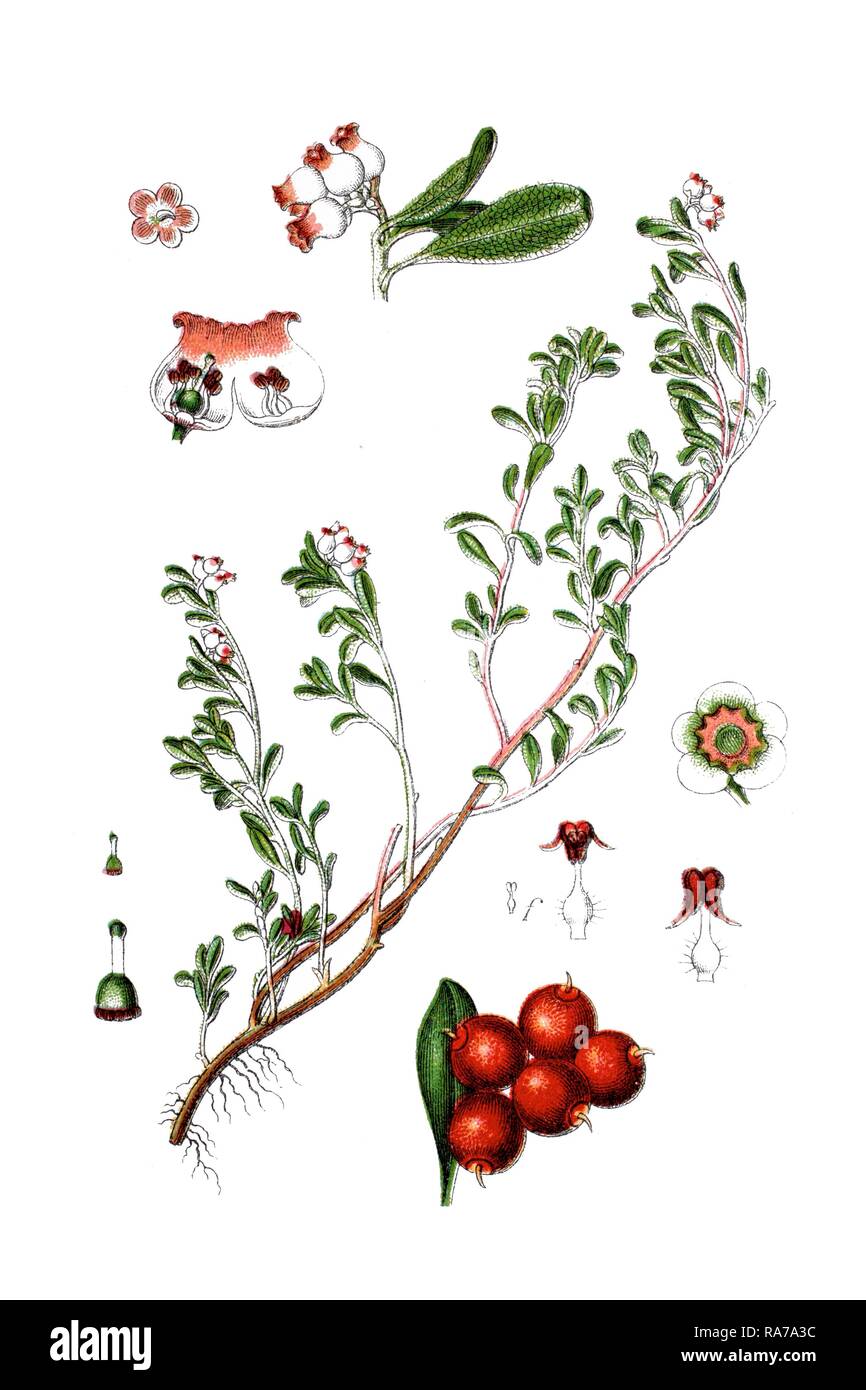 Kinnikinnick and Pinemat manzanita (Arctostaphylos uva-ursi), medicinal plant, historical chromolithography, ca. 1796 Stock Photo