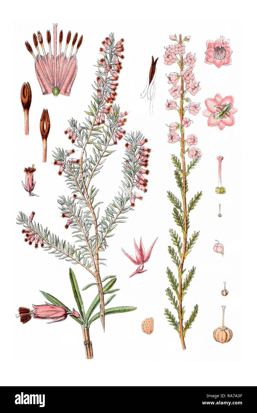 Links: Winter heath (Erica carnea), right: common heather (Erica vulgaris), medicinal plant, historical chromolithography Stock Photo