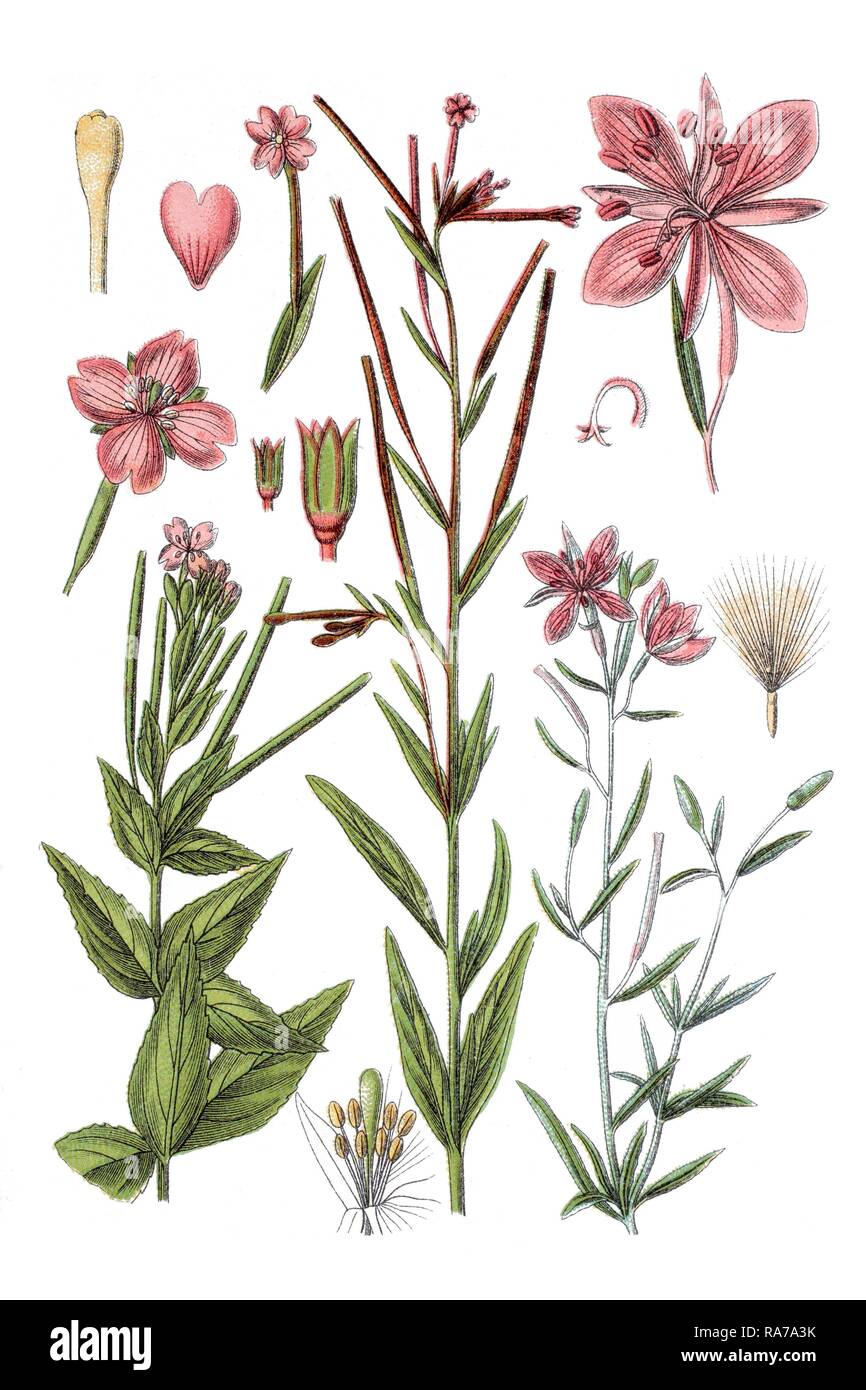 Left: marsh willowherb (Epilobium palustre), Middle: willowherb (Epilobium trigonum), right: Alpine Willowherb (Epilobium Stock Photo