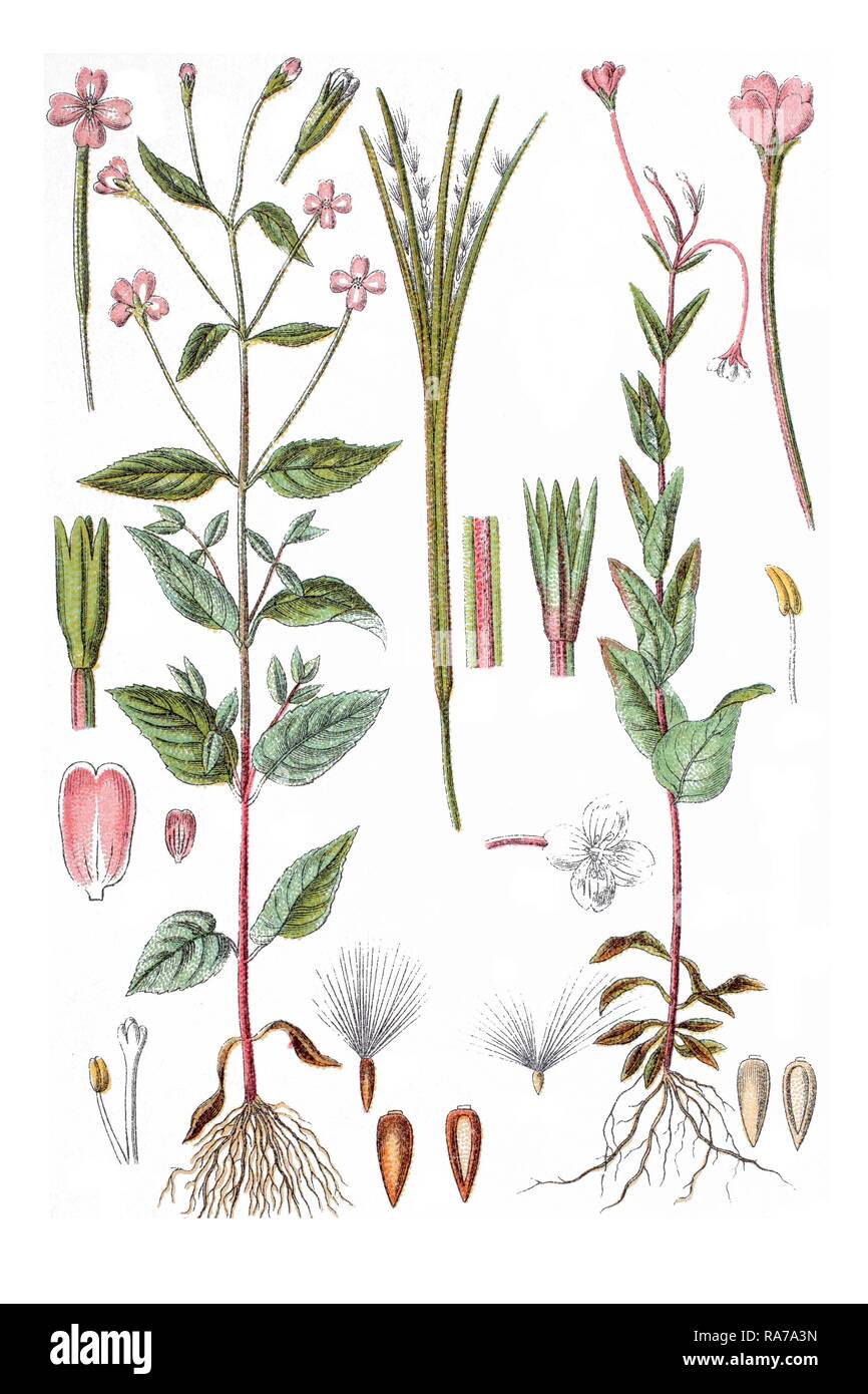Left: Broad-leaved Willowherb (Epilobium montanum), right: Willowherb (Epilobium hypericifolium), medicinal plant Stock Photo