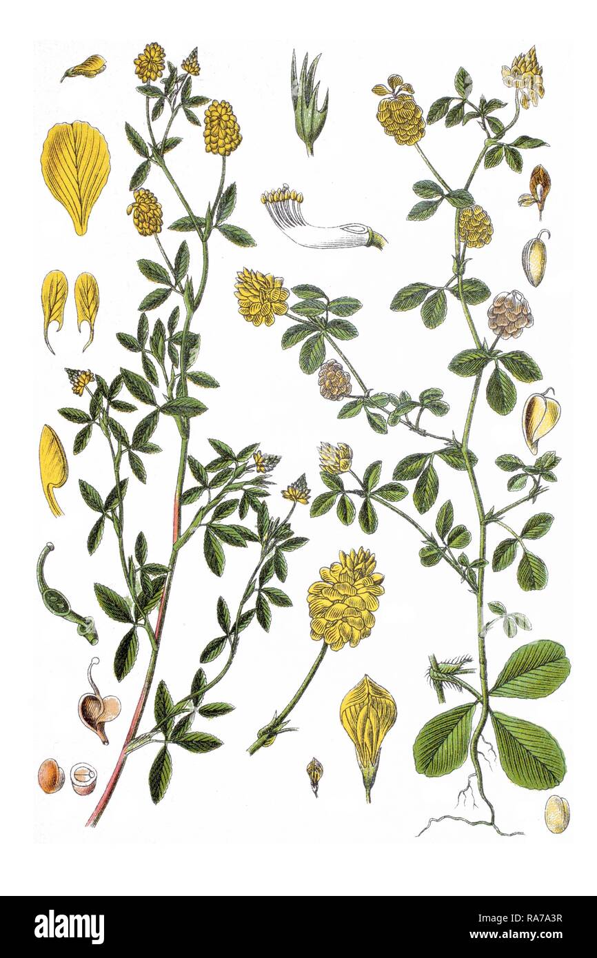 Left: Large Hop Trefoil (Trifolium aureum), right: Hop Trefoil (Trifolium campestre procumbens), medicinal plant Stock Photo