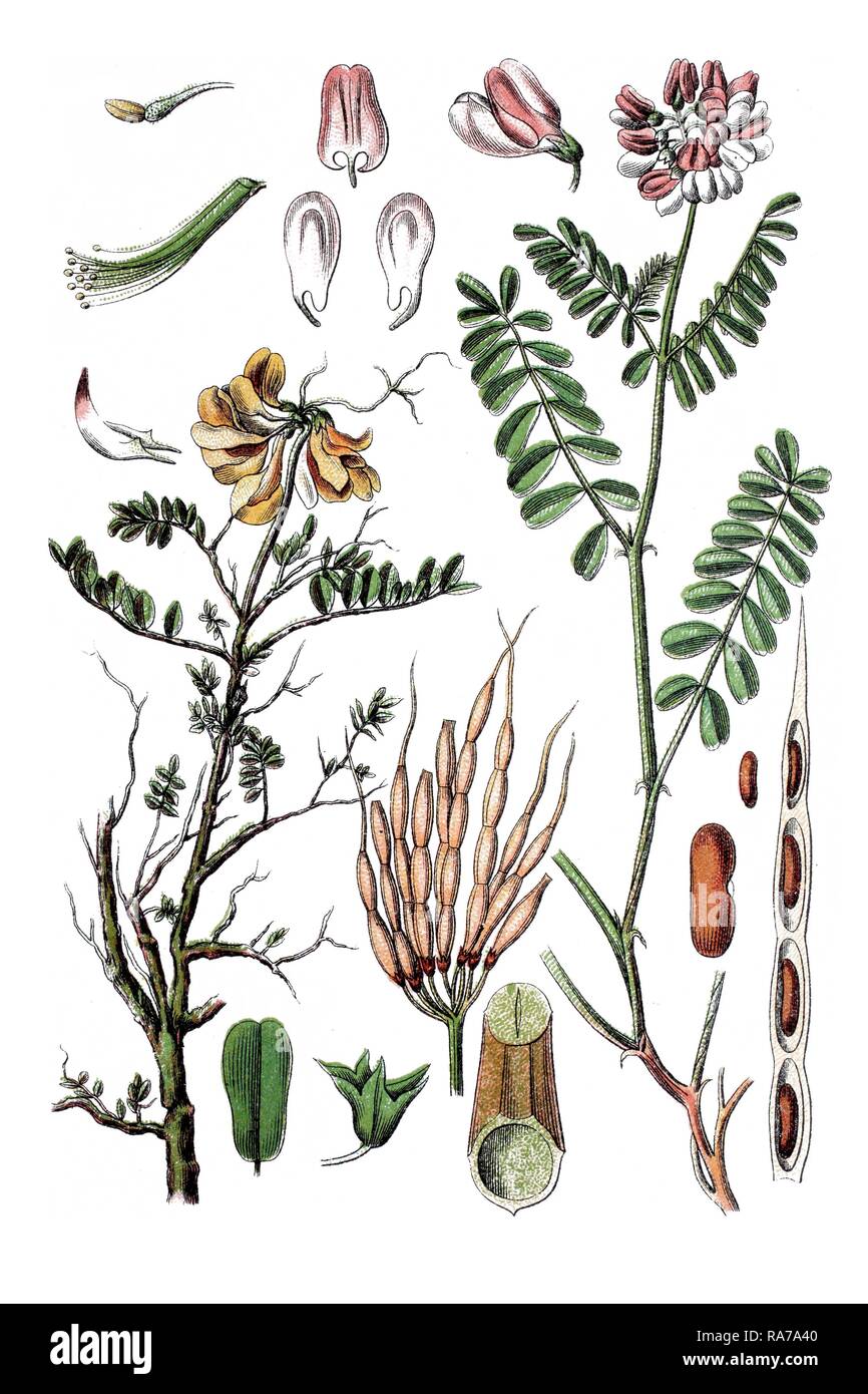 Left: Scheiden-Kronwicke Coronilla (Coronilla vaginalis), right: Crown Vetch (Coronilla varia), medicinal plant Stock Photo