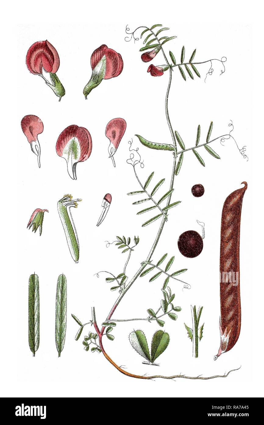 Common Vetch (Vicia angustifolia), medicinal plant, historical chromolithography, ca. 1796 Stock Photo