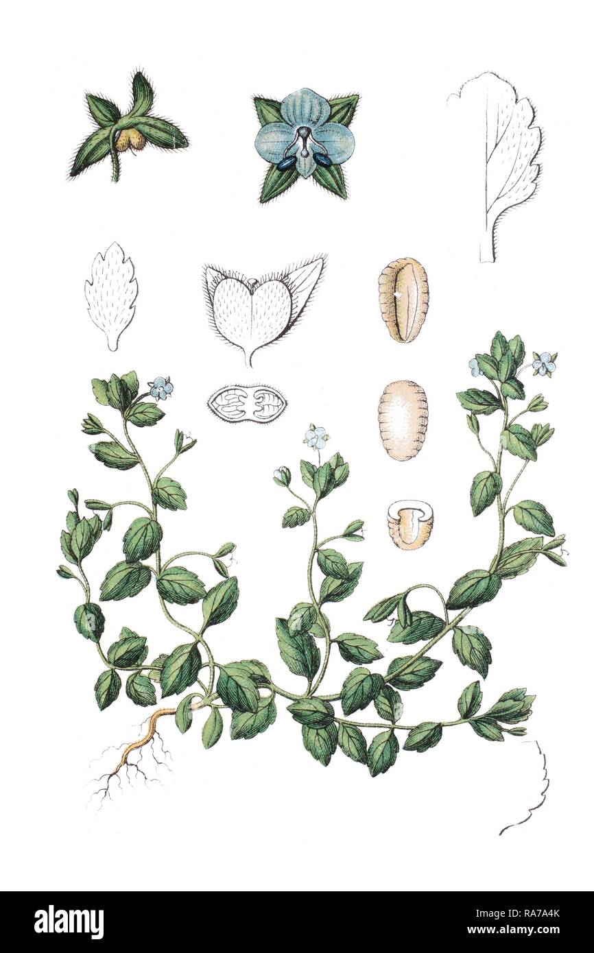 Green Field-speedwell (Veronica agrestis), medicinal plant, historical chromolithography, circa 1796 Stock Photo