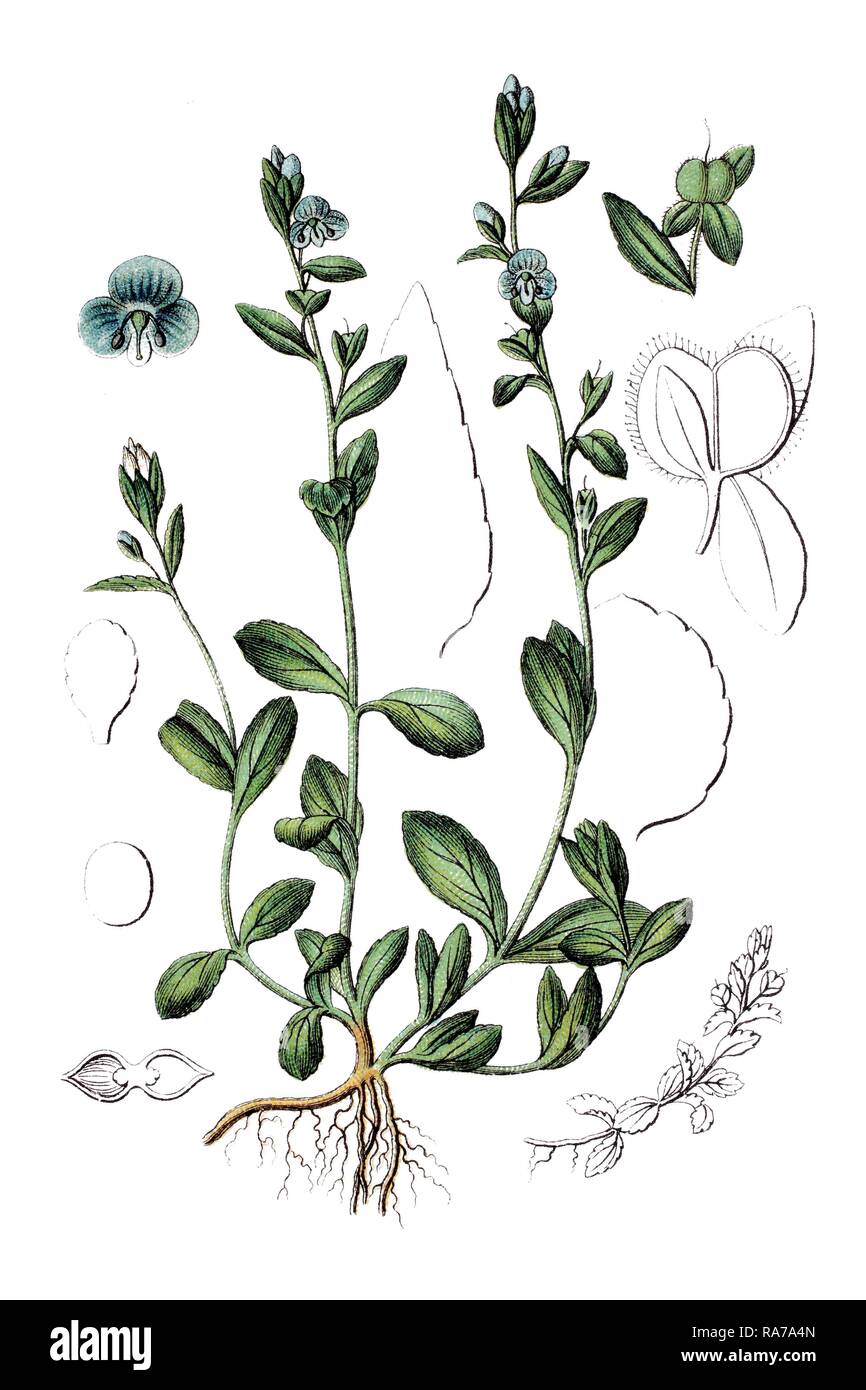Thymeleaf or Thyme-leaved Speedwell (Veronica serpyllifolia), medicinal plant, historical chromolithography, circa 1796 Stock Photo