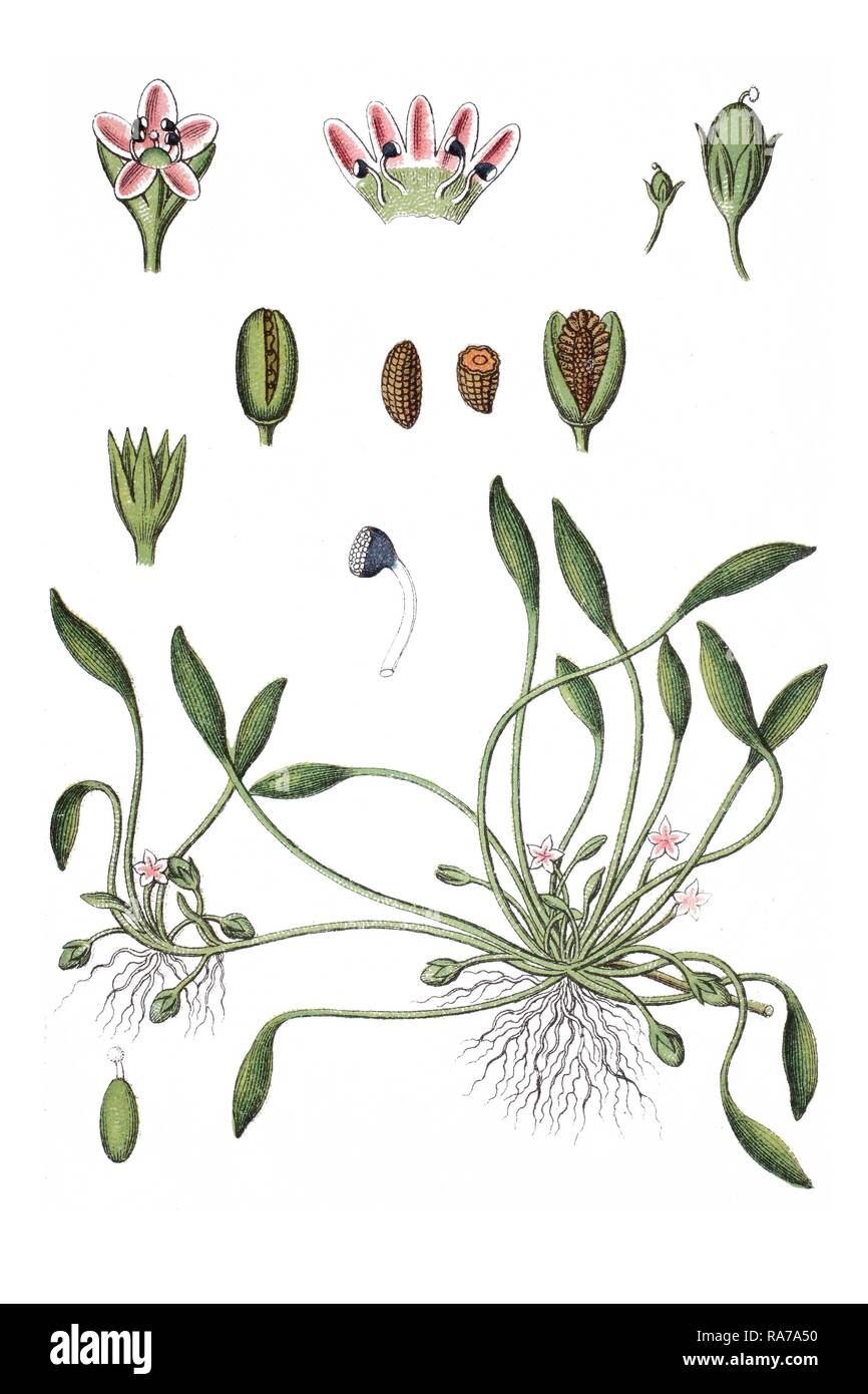 Water mudwort (Limosella aquatica), medicinal plant, historical chromolithography, circa 1796 Stock Photo