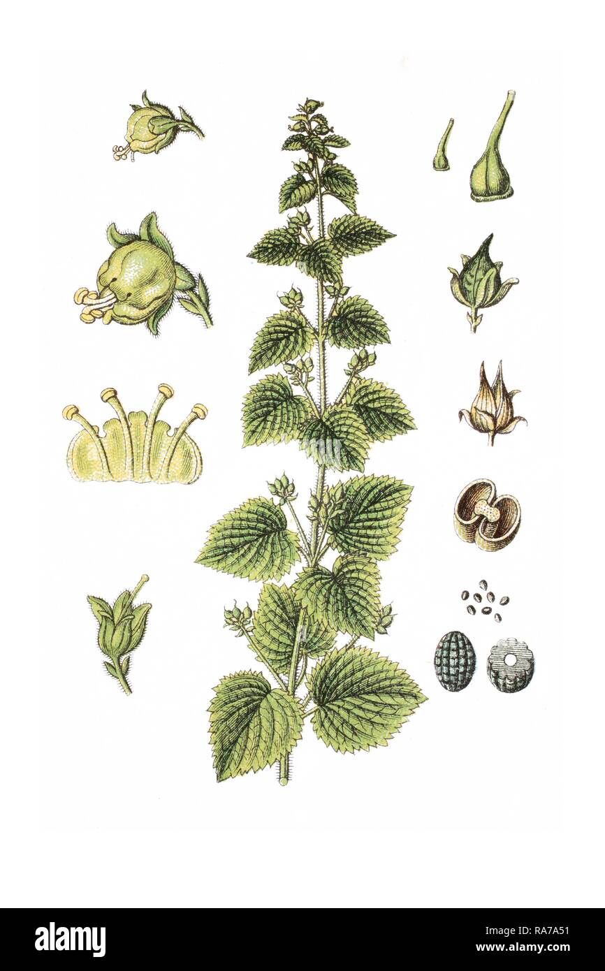 Spring figwort (Scrophularia vernalis), medicinal plant, historical chromolithography, circa 1796 Stock Photo