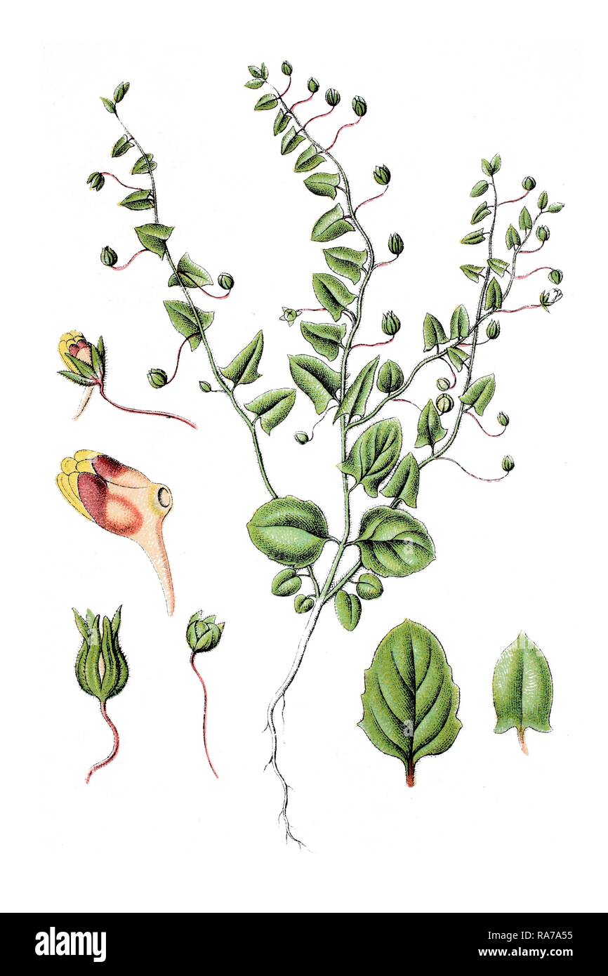 Snapdragon, Sharpleaf cancerwort or Sharp-leaved fluellin (Antirrhinum elatine), medicinal plant, historical chromolithography Stock Photo