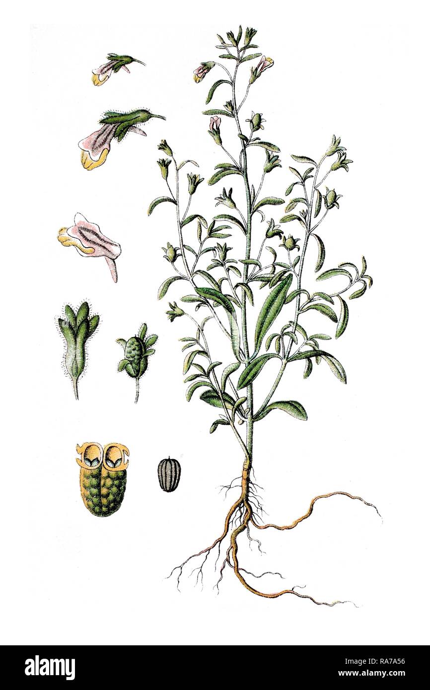Small Snapdragon (Antirrhinum minus), medicinal plant, historical chromolithography, circa 1796 Stock Photo