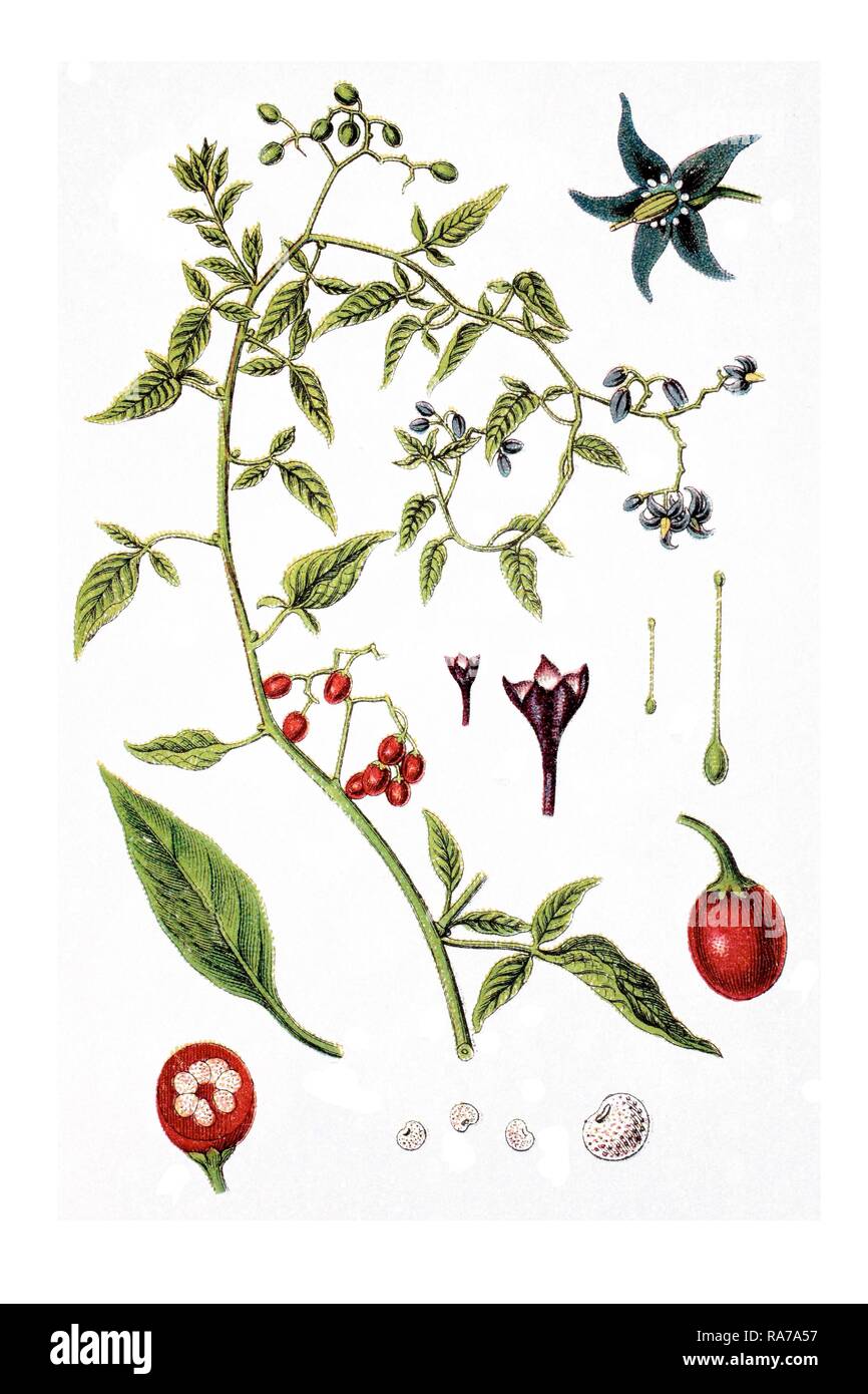 Bittersweet nightshade (Solanum dulcamara), medicinal plant, historical chromolithography, circa 1796 Stock Photo