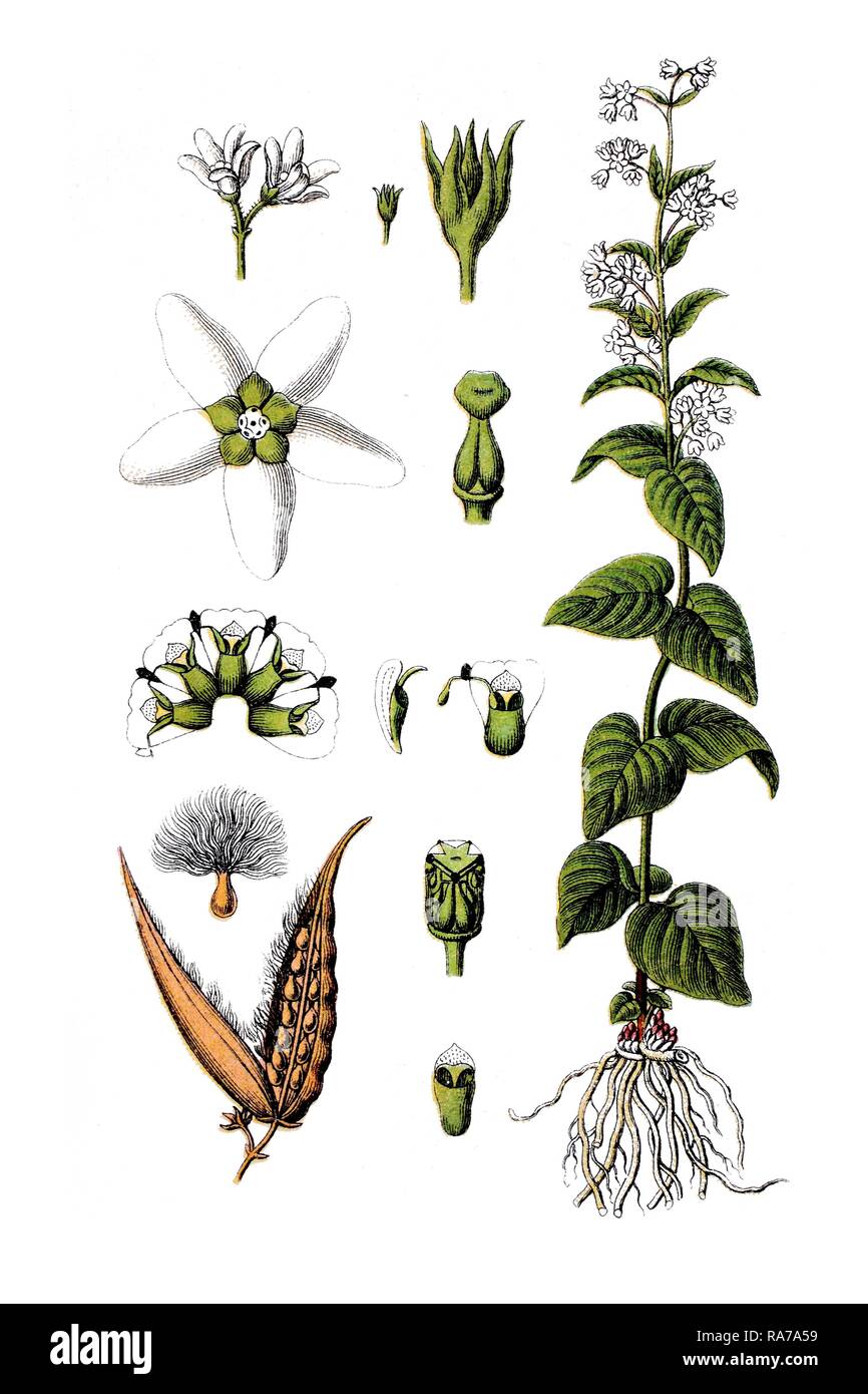 White Milkweed (Asclepias vincetoxicum), medicinal plant, historical chromolithography, circa 1796 Stock Photo