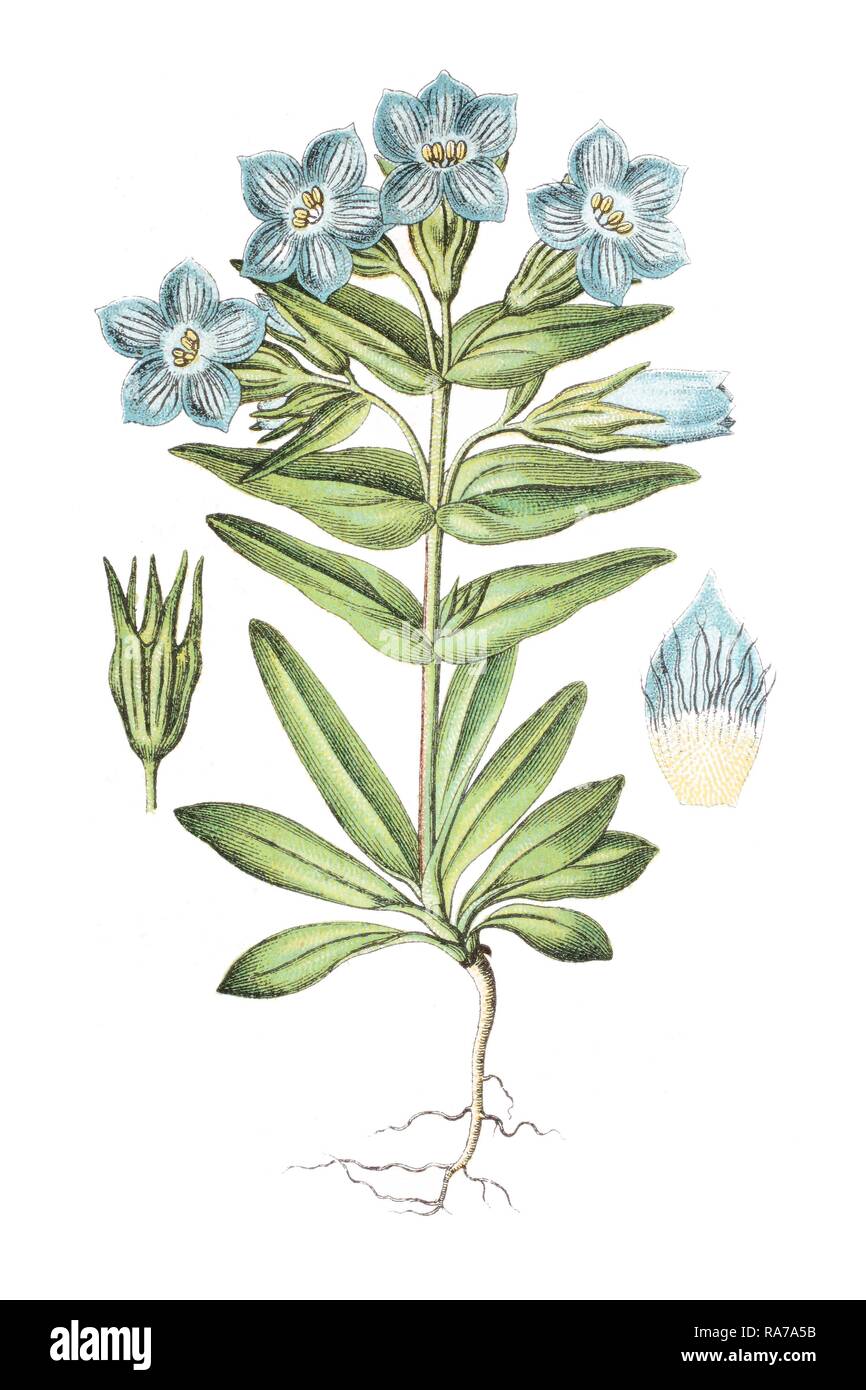 Gentian species (Gentiana obtusifolia), medicinal plant, historical chromolithography, circa 1796 Stock Photo