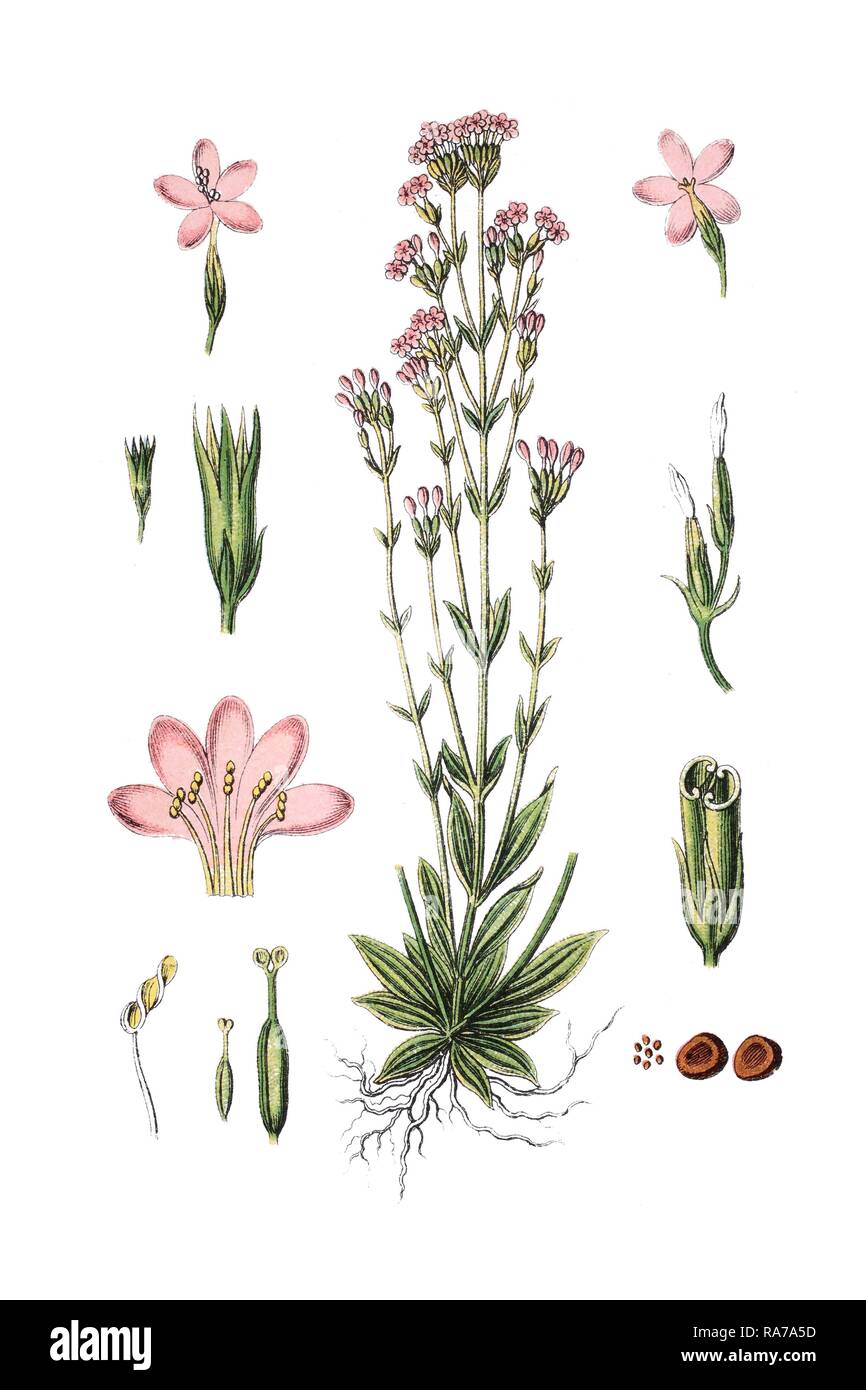 Common centaury and European centaury (Erythraea centaurium, Centaurium erythraea), medicinal plant Stock Photo