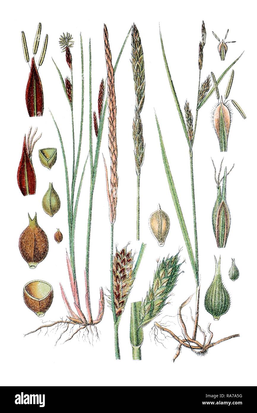 Slender Sedge or Woollyfruit Sedge (Carex lasiocarpa), left, and Hairy Sedge (Carex hirta), right, medicinal plant Stock Photo