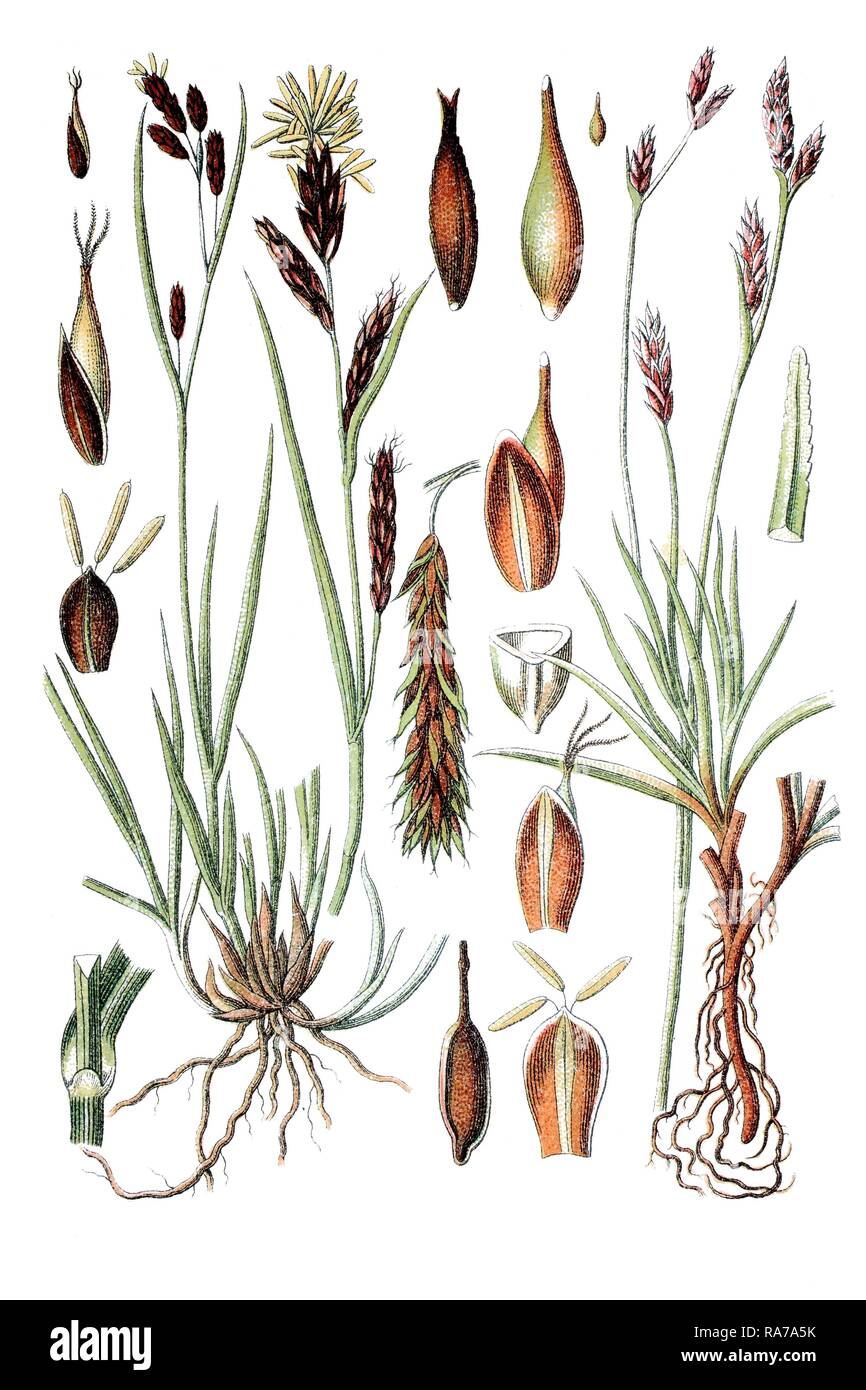 Frost Sedge (Carex frigida), left, Cushion Sedge (Carex firma), right, medicinal plant, historical chromolithography, circa 1796 Stock Photo