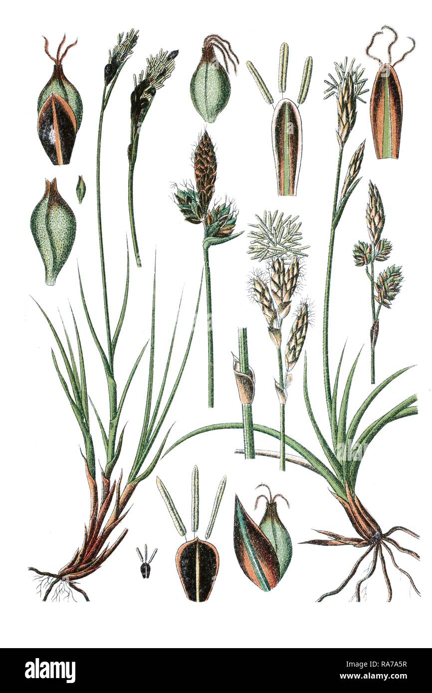 Mountain sedge (Carex montana), left, and Spring sedge (Carex verna), right, medicinal plant, historical chromolithography Stock Photo